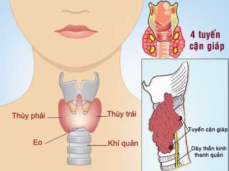 Giải phẫu tuyến giáp và cận tuyến giáp